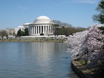 念願のDCの桜、ついに～！