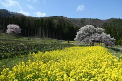 惜しむ春、北信濃の桜前線は終盤・・・