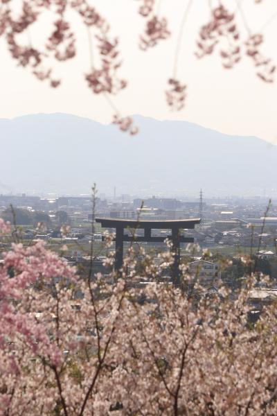 奈良の桜めぐり（天理・石上神社・大神神社・安倍文珠院・藤原京跡）