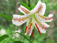 花と自然紀行～武蔵丘陵 森林公園～目次【新しい順】