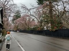 桜の開花を追って角館へ