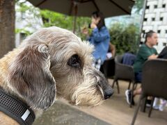我家の還暦犬（ワイヤーダックス、14歳9カ月）、青山ファーマーズマーケット経由で、"代々木公園ドッグラン" へ。お姉さま方に撫でられご満悦！