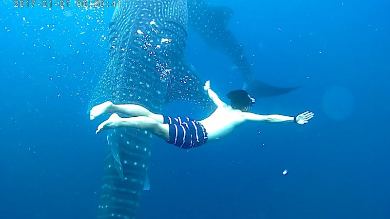 オスロブ (ジンベエザメ ウォッチング)