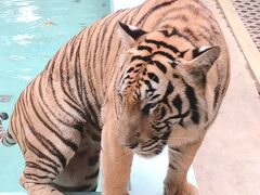 そして！！
今回の旅1番の目的地、タイガーキングダム！！