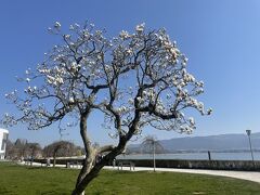 天気もいいので、まずは島をぐるっと一周。
湖沿いや、ローカルな道を通って公園へ。

