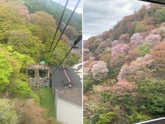 吉野駅からロープウェイまで歩き、ロープウェイに乗って少しショートカット。歩いて上がることもできますが時間短縮のためロープウェイを使いました。450円、新硬貨は使えませんでした。結構ぎゅう詰めで上がりましたが、駅員さんは「今日は空いてる」と言っていましたのでもっとぎゅう詰めの時もあるのでしょう。
ロープウェイからは少し山肌に桜が咲いているのがみえました。