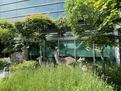 7時45分羽田空港発
9時30分釧路空港着
空港で野生動物の剥製がお出迎え。
レンタカーを借りて
釧路湿原へ