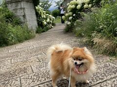 空はどんよりだけど雨は降ってないので、お隣河口湖の大石公園へ。

山中湖よりちょっと暑いけど、でもお昼の時間にわんこが歩ける暑さ。
自宅周辺だとお昼なんて肉球やけどさせてしまうので、絶対歩かせられないこの時期。