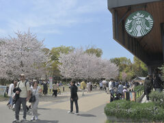 スターバックスでのんびりお花見が…

あっかーん(￣▽￣;) 購入するにも外まで行列が…

　　　　