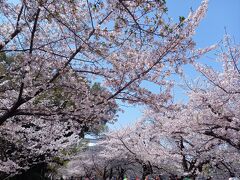 桜のトンネルのようになっていた公園内の桜並木