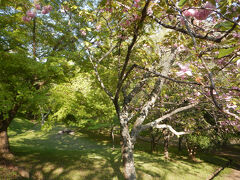 八重桜がまだ咲いてくれていた。